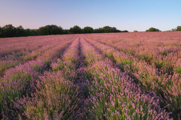 istock Meadow of lavender at sunset. 1982385821