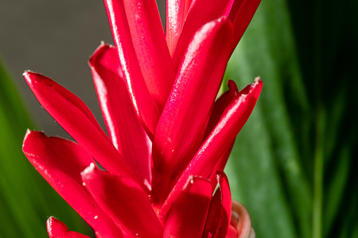 Tropical red flower close up