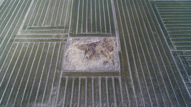 istock A square open space is in the field 1982393756