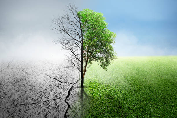istock The difference between drought trees to growing trees on the ground with different sky 1982396479