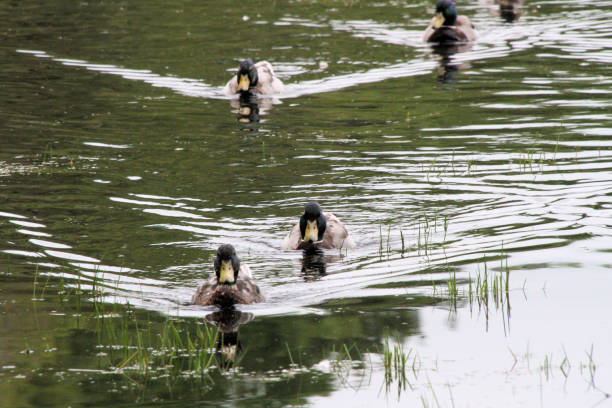 istock A view of Mallard Duck 1982402282