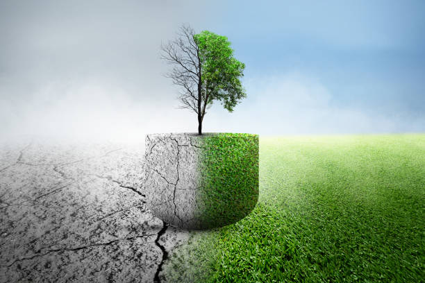 istock The difference between drought trees to growing trees on the ground with different sky 1982403861