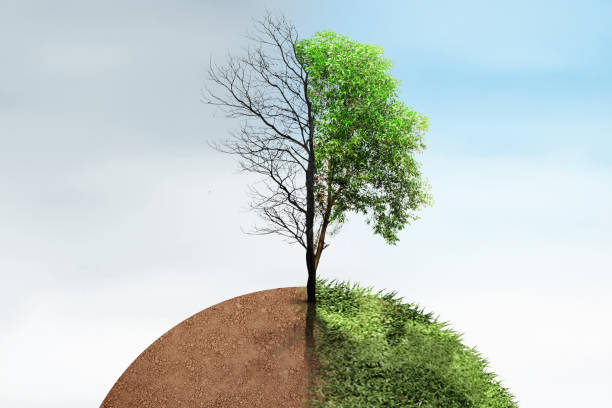 istock The difference between drought trees to growing trees on the ground with different sky 1982404302