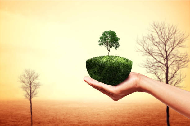 A human hand shows a grown tree on fertile land with barren trees in the drought field stock photo