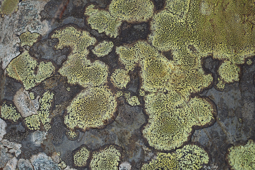 Rhizocarpon geographicum or map lichen growing in mountainous region in the UK