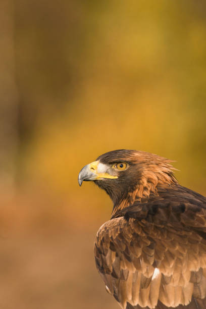 istock Golden eagle; Aquila chrysaetos; 1982417646