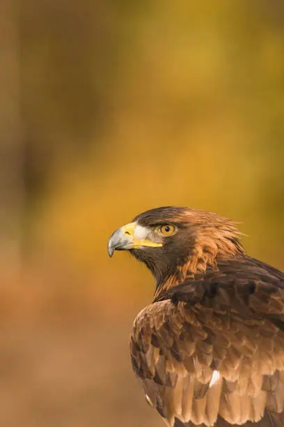 Golden eagle; Aquila chrysaetos, close up of head and neck