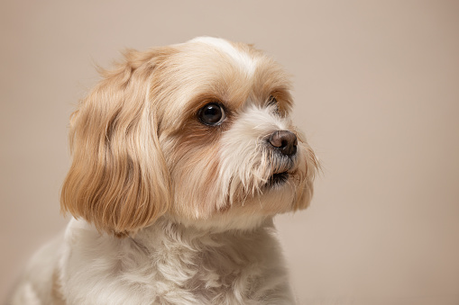 Cute small dog studio portrait. Shih tzu and maltese mix. This file is cleaned and retouched.