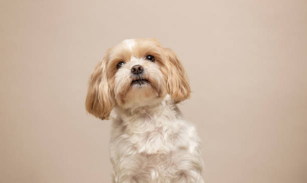 istock Cute small dog studio portrait. Shih tzu and maltese mix 1982423402