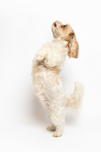 Cute small dog standing studio shot on white background. Shih tzu and maltese mix. This file is cleaned and retouched.