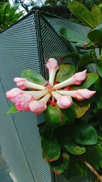 istock Rhododendron kawakamii Hayata 1982430202