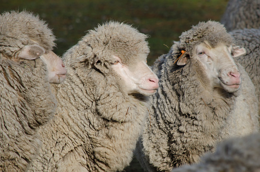 three lincoln or marine breed sheep, looking towards the same place, sheep sheep, Patagonian lamb