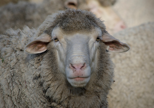 single sheep looking straight ahead. sheep in a field little dirty wool sheep grazing on a farm