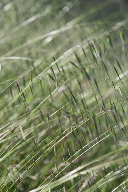 istock Abstract image of reeds.  Green vegetation background texture, blurry. 1982471728