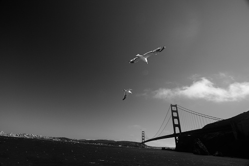 Seagulls flying towards the Golden Gate Bridge as if they're about to attack.  Somewhat distorted, but the distortion gives the feeling of movement.