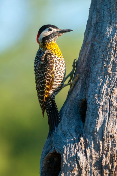 Green barred Woodpecker in forest environment,  La Pampa province, Patagonia, Argentina. Green barred Woodpecker in forest environment,  La Pampa province, Patagonia, Argentina. woodcreeper stock pictures, royalty-free photos & images