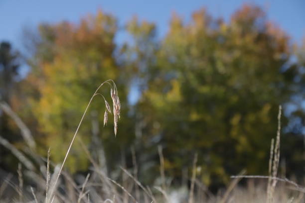 A dry sprig of golden grass in fall. Aspen trees blurred in the background.