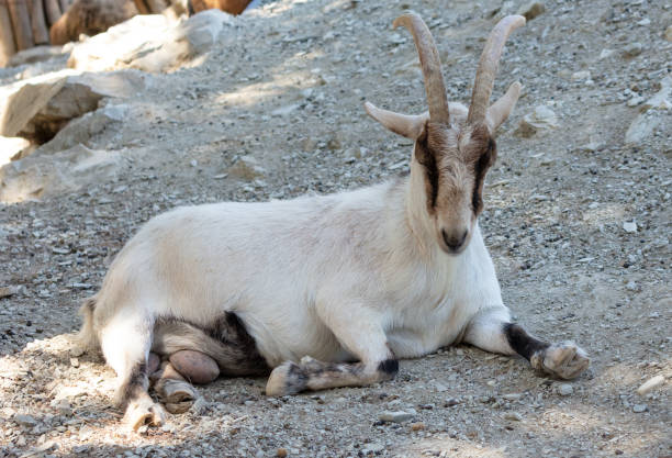 istock Mountain goat in the zoo 1982472188