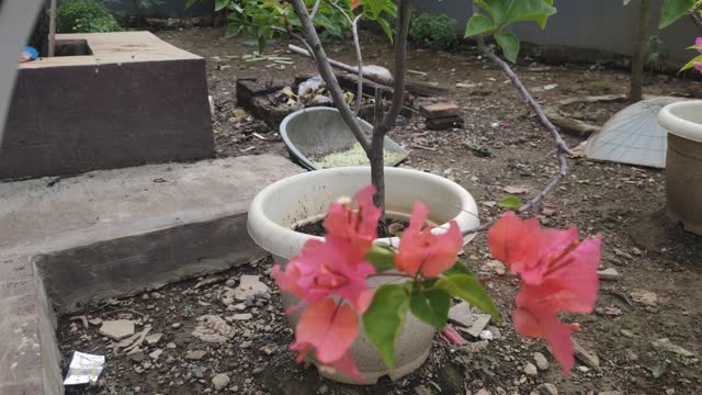 pink flowers of the bougainvillea with a blurred background.