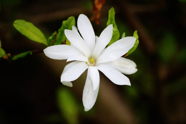 istock A beautiful white star magnolia 1982473053