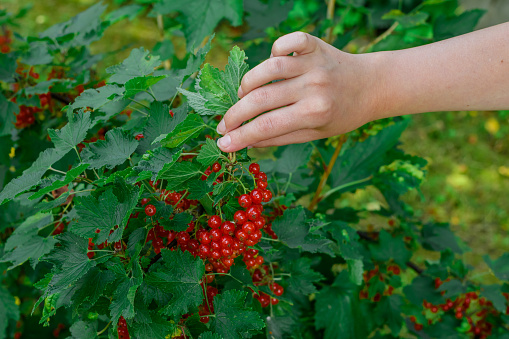 The girl picks ripe red currants from a bush in the garden