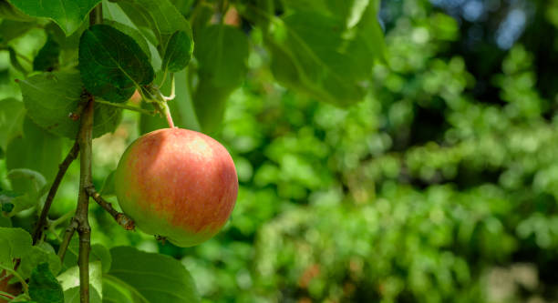 istock One ripe apple hangs on an apple tree branch in the orchard 1982473131