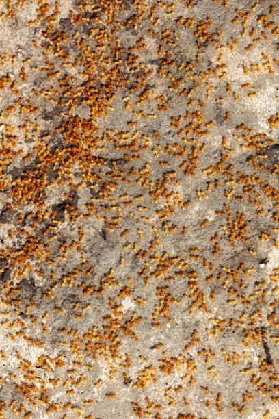 istock Yellow ants on the ground. Close-up 1982476870