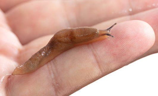 slug on hand isolated on white background. Macro.