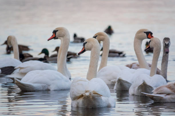 istock Flock of white swans 1982480582