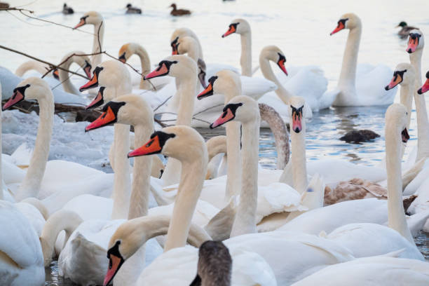 istock Big flock of white swans 1982480583