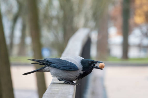 Funny crow holds walnut in her beak and ready to fly