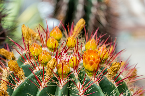 Cactus close-up.