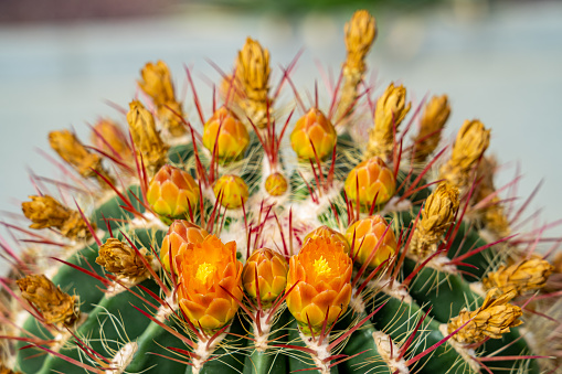 close-up macro photo of yellow and red flowers with a multitude of spines of a fire barrel cactus (Ferocactus pilosus) native to central and northern Mexico.
