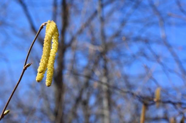 catkin isolated on the twig with blue sky background