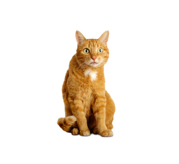 istock Isolated ginger cat sitting on white background and looking surprised with curiosity at camera. Pets at home. Copy space. 1982506524
