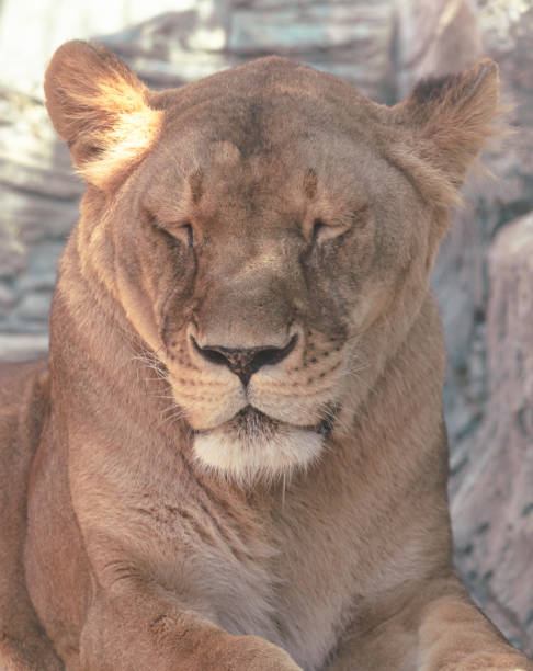 istock A lion sleeps in the zoo 1982507572
