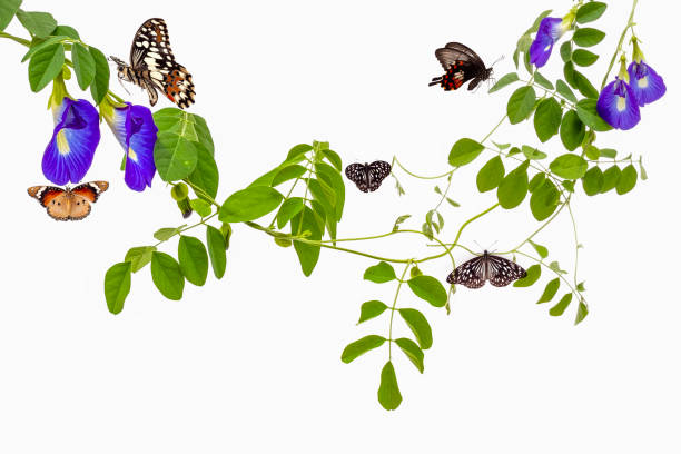 butterflies and flowers isolated on a white background. Clipping Path