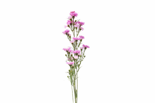 istock White daisies isolated on white background. Clipping path included. 1982520992