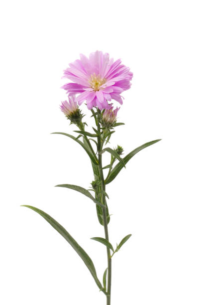 istock White daisies isolated on white background. Clipping path included. 1982521316