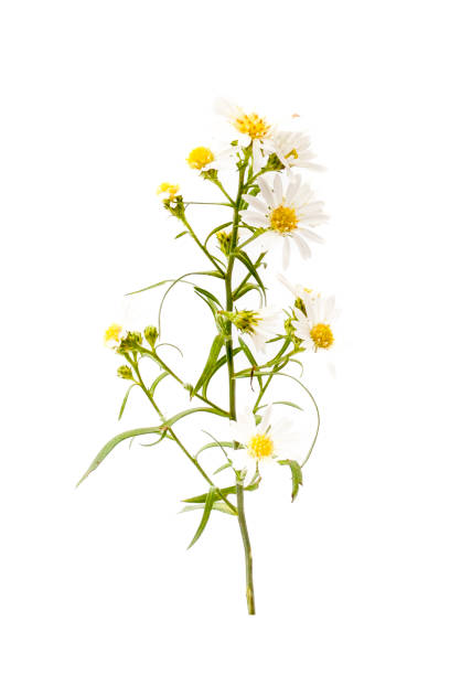 istock White daisies isolated on white background. Clipping path included. 1982521871