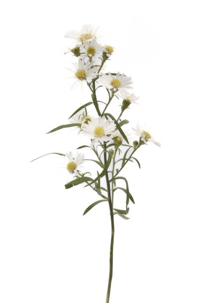 istock White daisies isolated on white background. Clipping path included. 1982521872