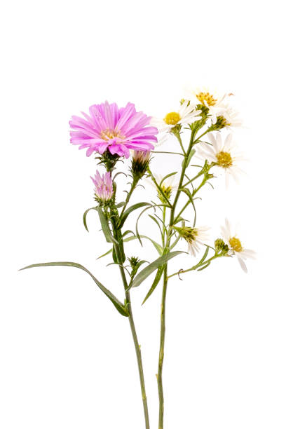istock White daisies isolated on white background. Clipping path included. 1982522985