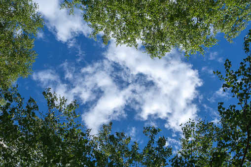 The image captures a serene view of a blue sky dotted with clouds, framed by the fresh green leaves of towering trees on a sunny day.
