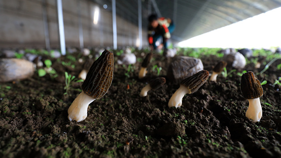 Farmers harvest Morchella in greenhouses, a mushroom with high economic and nutritional value, LUANNAN COUNTY, Hebei Province, China