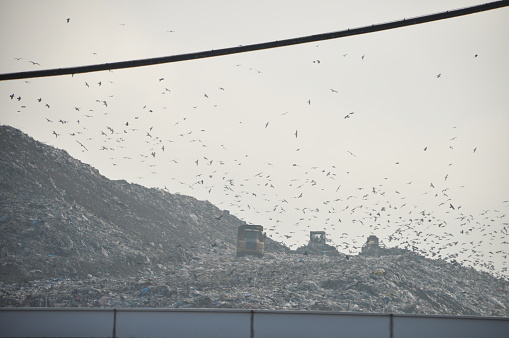 Landfill photo description:
Shocking image of an unkempt landfill, highlighting the negative impact of waste on the environment and social life.

Details:

Mountains of unsorted garbage, polluting the landscape and threatening the ecosystem.
Vulnerable birds that feed on scraps, exposing themselves to toxins.
Poor people forced to look for resources in squalor, revealing social problems.
Workers sorting garbage by hand, highlighting the hard and dangerous work.
Massive machinery used for loading and transporting waste.
Old and damaged facilities, indicating poor landfill management.
Emotions:

Sadness and frustration related to pollution and degradation.
Empathy for those affected by poverty and unsanitary conditions.
Awareness of the urgent need to reduce and manage waste responsibly.