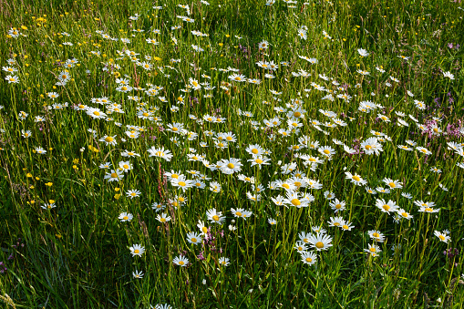 Wildflowers in a field near the river IJssel in Overijssel, The Netherlands during a beautiful day in spring