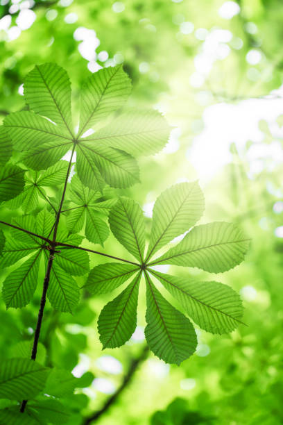 kastanienblatt nahaufnahme - chestnut tree leaf sunlight tree stock-fotos und bilder