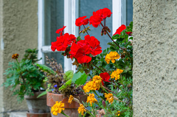 istock Colorful flowers in a window 1982554107
