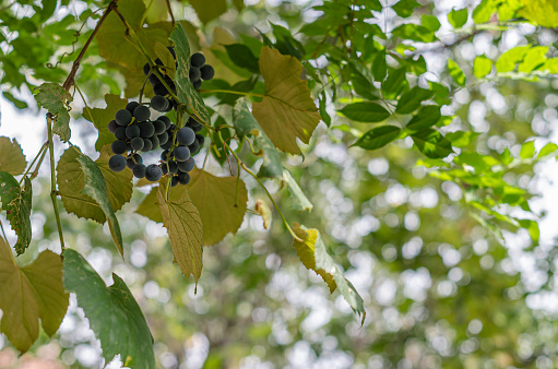 Ripe black grapes on the grapevine
