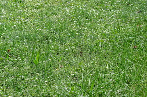 Beautiful green grass, natural background